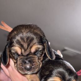 Basset Hound Puppies from Blessed Bassets