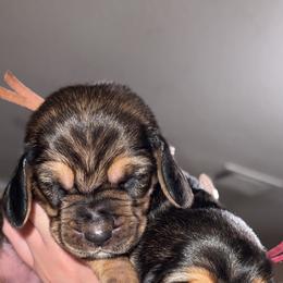 Basset Hound Puppies from Blessed Bassets