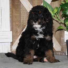 Purple Collar Girl 2350.00 - Tri-color female Bernedoodle puppy in Alvin, Texas from JP Southern Doodles