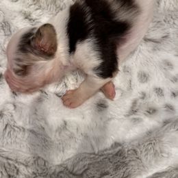 Miniature Australian Shepherd Puppies from Elsa’s lil Wiggle Butts