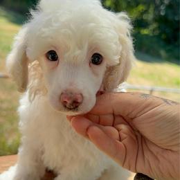 Parti Animal - Parti male Poodle puppy in Salem, Oregon from Oregon Poodle Oodle Doodles