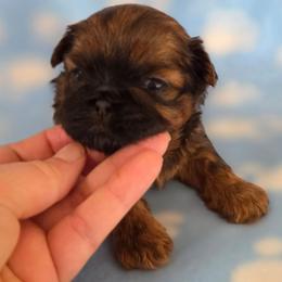 Flash - Red male Shih Tzu puppy in Waynesboro, Pennsylvania from Big Win Shih Tzus