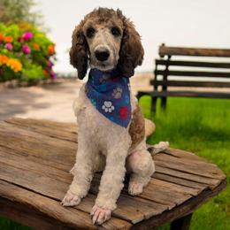 Poseidon - Sable male Poodle puppy in Magnolia, Texas from Celestial Jewels Poodles