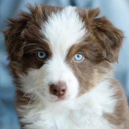 Miniature American Shepherd puppies from EverSummer Minis