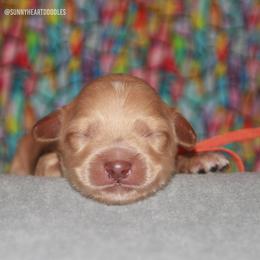Zion - Caramel male Australian Labradoodle puppy in Hackettstown, New Jersey from Sunny Heart Doodles