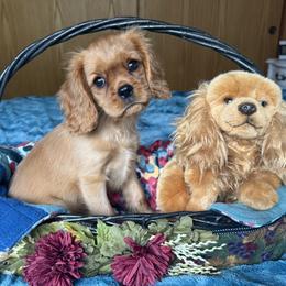Cavalier King Charles Spaniel puppies from Central Coast Standard Poodles & Cavaliers