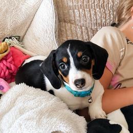 Phoebe - Piebald female Dachshund puppy in Madison, Wisconsin from SK Miniature   Dachshunds