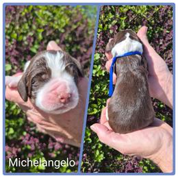 Michelangelo - Liver white and tan male English Springer Spaniel puppy in Freeland, Michigan from McNally's Springer Spaniels
