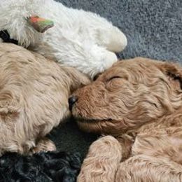 Poodles from Maynard Poodles