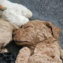 Poodles from Maynard Poodles
