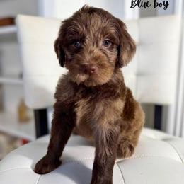 Blue boy - Chocolate male Goldendoodle puppy in Valdese, North Carolina from Doodling All Day Goldendoodles