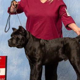 Cane Corso from Storm Front Cane Corso