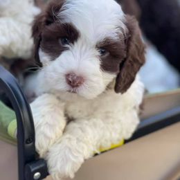 Australian Labradoodle Puppies from Napa Valley Australian Labradoodles