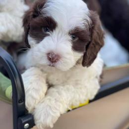Australian Labradoodle Puppies from Napa Valley Australian Labradoodles