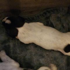 Boy 6 - Liver and white German Wirehaired Pointer puppy in Wellston, Ohio from Blue Line GWPs