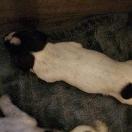Boy 6 - Liver and white German Wirehaired Pointer puppy in Wellston, Ohio from Blue Line GWPs