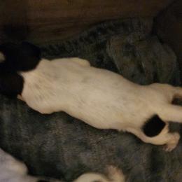 Boy 6 - Liver and white German Wirehaired Pointer puppy in Wellston, Ohio from Blue Line GWPs