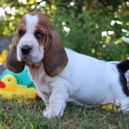 Ramoura - Black white and brown female Basset Hound puppy in Pollock, Missouri from Northstar
