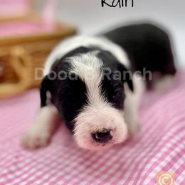 Aussiedoodle and Bordoodle Puppies from Dood B Ranch Doodles