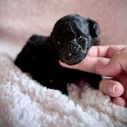 Chai - Silver female Poodle puppy in Marsing, Idaho from Araceli Toy Poodles