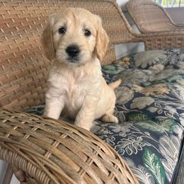 Harry - Cream male Goldendoodle puppy in Winchester, Virginia from Morningstar Goldendoodles