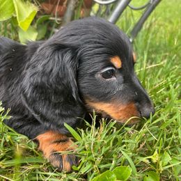 Stitch AKC - Black and tan male Dachshund puppy in Argos, Indiana from TKO Doxies