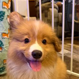 Denver - Red male Pembroke Welsh Corgi puppy in Minooka, Illinois from Lucky J Corgis