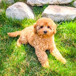 Finnegan - Red male Cavapoo puppy in Erda, Utah from Country Lane Doodles