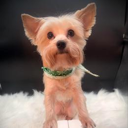 Oakley - Blue and gold female Yorkshire Terrier puppy in Machesney Park, Illinois from Three Yorkie Family