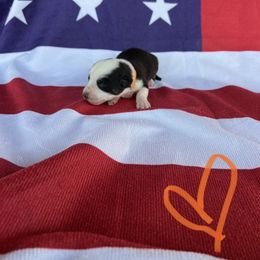 Cardigan Welsh Corgi Puppies from Wild K Ranch