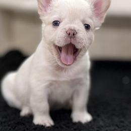 French Bulldog Puppies from Tellez House of Frenchies