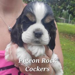 Pigeon Rock Cocker's Orange Collar - Black white and tan male Cocker Spaniel puppy in Calhoun, Georgia from Pigeon Rock Cockers