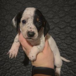 Panda - Piebald female Dachshund puppy in Liberty, Mississippi from Liberty Oaks Aussies and Dachshunds
