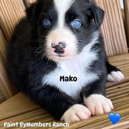 Mako - Black tri-color male Australian Shepherd puppy in Magee, Mississippi from Paint ByNumbers Ranch
