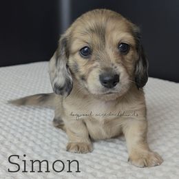 Simon (7th Heaven Litter) - Cream male Dachshund puppy in Texarkana, Arkansas from Dogwood Acre Dachshunds