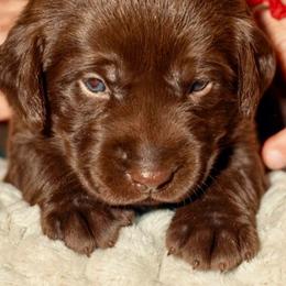 Red - Chocolate male Labrador Retriever puppy in Gainesville, Georgia from Rucker Retrievers
