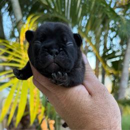 Mateo - Brindle male French Bulldog puppy in Largo, Florida from Big Daddy Frenchies