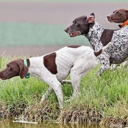 German Shorthaired Pointers from Poso Creek GSPs