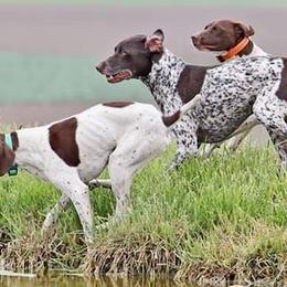 German Shorthaired Pointers from Poso Creek GSPs