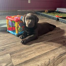 Green Boy - Chocolate male Labrador Retriever puppy in Ericson, Nebraska from Rafter CS Labradors