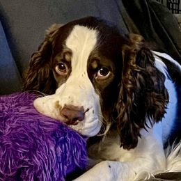 Trixie - English Springer Spaniel