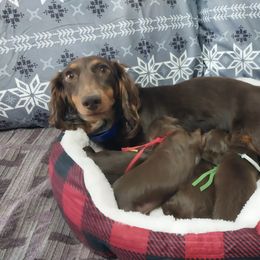 Dachshund Puppies from Misty's Dachshunds