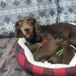 Dachshund Puppies from Misty's Dachshunds