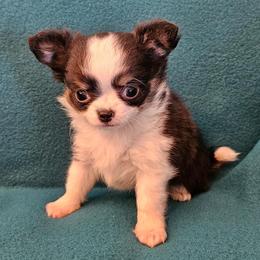 AKC Champion Sired Ariel - Black and white female Chihuahua puppy in Newport, Maine from Pinewood Acres Chihuahuas