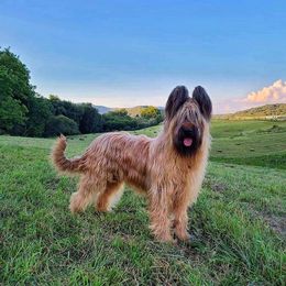 Vito - Briard