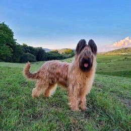 Vito - Briard