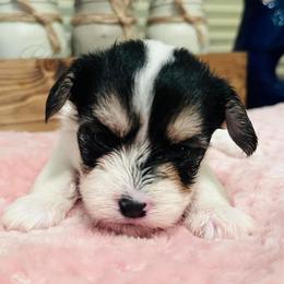 Dachshund, Mal-Shi, and Morkie Puppies from Woodpecker Ridge Pups