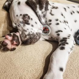 Dalmatian Puppies from Fuller Spots