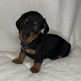 La La - Black and tan female Dachshund puppy in Mocksville, North Carolina from The Dachs of Hazzard Dachshunds