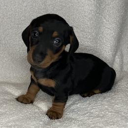 La La - Black and tan female Dachshund puppy in Mocksville, North Carolina from The Dachs of Hazzard Dachshunds